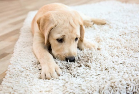sad puppy laying on a rug