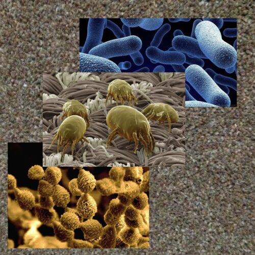 enlarged images of Germs and fungi in the carpet