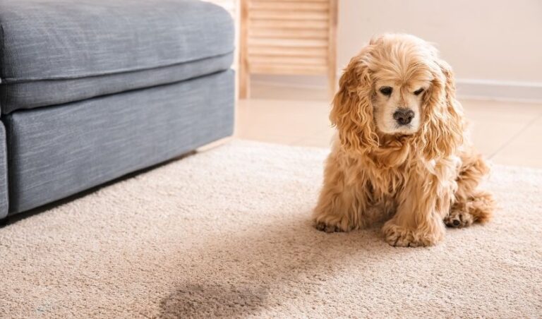 Area Rug Cleaning